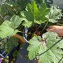 Gunnera Image 3