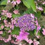 Lace Cap Hydrangea Bush Image 3
