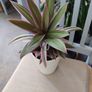 Tradescantia Spathcea plant Image 2