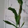Epiphyllum Cacti. Beautiful rare cactus. Image 4