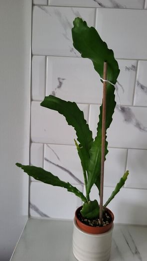 Epiphyllum Cacti. Beautiful rare cactus.