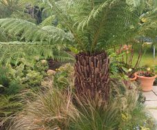Massive tropical plant bundle