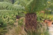 4ft dicksonia Antarctica tree fern
