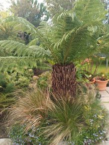 4ft dicksonia Antarctica tree fern