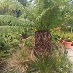 4ft dicksonia Antarctica tree fern