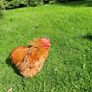 Buff Pekin rosters Image 5