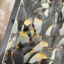 King Penguins - 1000 Piece - Jigsaw Puzzle - New Image 4