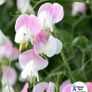 (S) Sweet Pea seeds Dolly Varden 1g (601424) Image 2