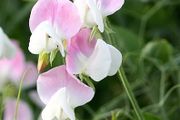 (S) Sweet Pea Dolly Varden seeds 1g