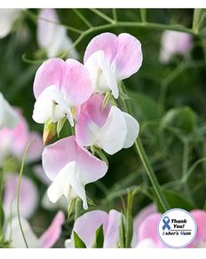 (S) Sweet Pea Dolly Varden seeds 1g