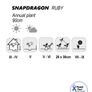 (S) Snapdragon Ruby seeds 0.2g (414901) Image 2