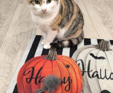 a beautiful female cat was rescued from the street