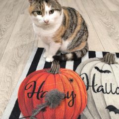 a beautiful female cat was rescued from the street