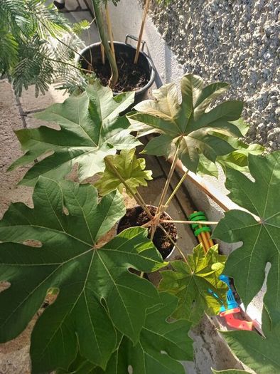 Large tetrapanax
