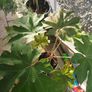 Large tropical plant bundle Image 10