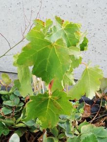 Maple tree