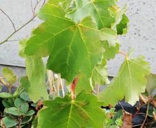 Maple tree