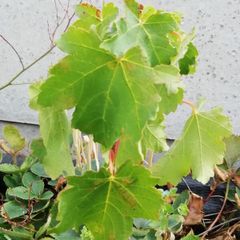 Maple tree