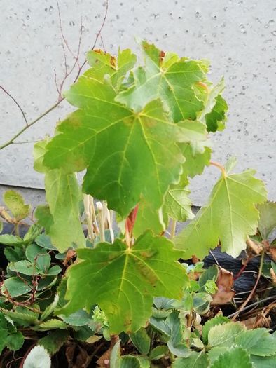 Maple tree