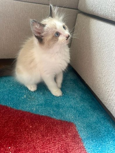 adoption