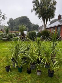 Irish Palm