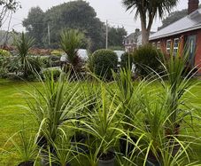 Irish Palm