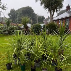 Irish Palm