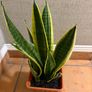 Snake plant Image 3