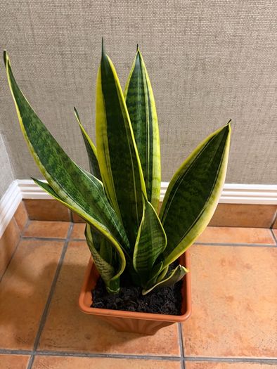 Snake plant