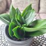 Sansevieria Hahnii with offsets in cute pot Image 6