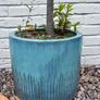 2 x Bay trees in ceramic pots Image 3