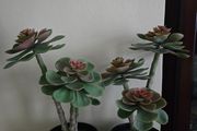 Ikea Plant decor