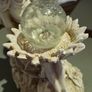 Fairy figurine solar powered Image 3