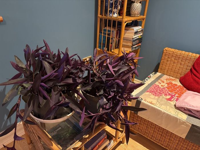 indoor plant