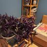 indoor plant Image 4