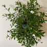 Plant / Houseplant  Tradescantia Fluminensis Green Hill Image 8