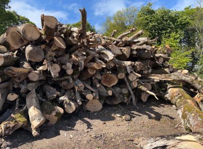 Timber