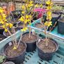 Forsythia Shrub Image 3