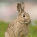 A_Trustworthy_Rabbit