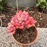 plant Image 5