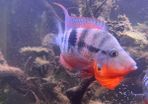 6 Firemouth Cichlids