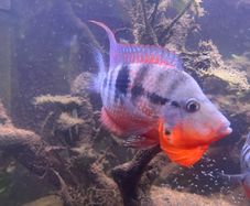 6 Firemouth Cichlids