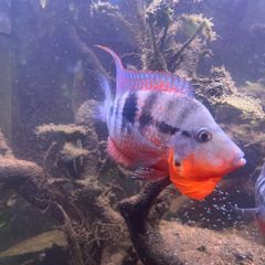 6 Firemouth Cichlids