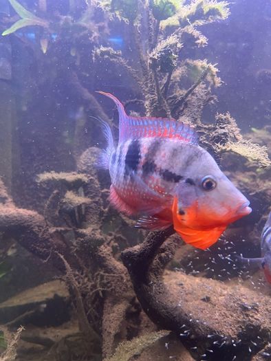6 Firemouth Cichlids