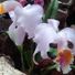 Lilik