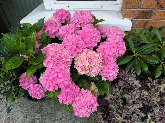 garden plants