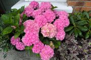 garden plants