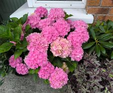 garden plants