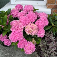 garden plants