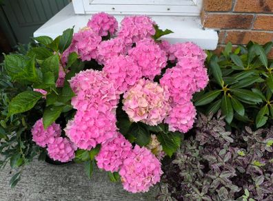 garden plants